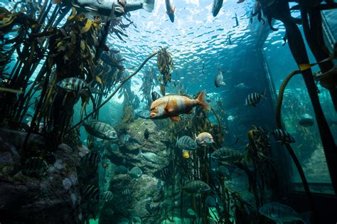 Playa guiones magical kelp